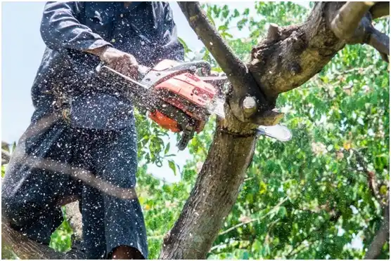 tree services Kutztown University